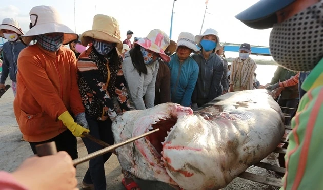 Phụ nữ Thủy Đầm hợp sức khiêng con cá mập nặng hơn 200kg tại cảng cá Ninh Hải, thị xã Ninh Hòa. 