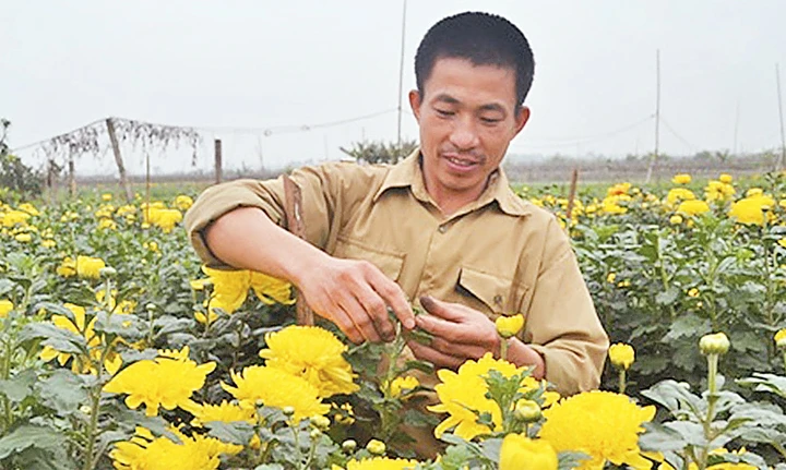 Người dân xã Mê Linh, huyện Mê Linh (Hà Nội) thu hoạch hoa cúc đưa ra thị trường tiêu thụ trong dịp Tết Nguyên đán.                Ảnh: TRẦN HẰNG