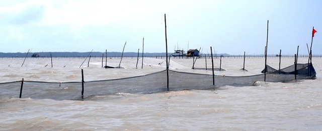 Hơn 15 năm về trước, chính quyền tỉnh Cà Mau nỗ lực “giải tỏa trắng” Bãi Bồi nhưng giờ lại cho doanh nghiệp bao ví nuôi sò huyết, “lách” dân nghèo khỏi bãi mưu sinh truyền thống