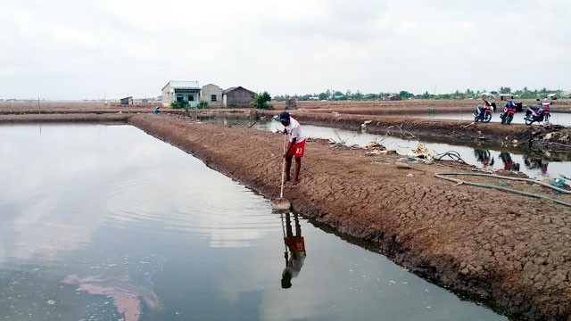 Ao nuôi Artemia của nông dân ở xã Lai Hòa, thị xã Vĩnh Châu, tỉnh Sóc Trăng bị thiệt hại nặng do mưa trái mùa.
