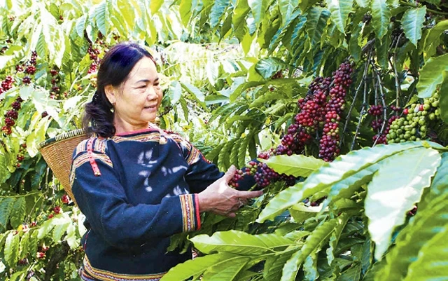 Người dân xã Cuôr Đăng, huyện Cư M'gar (Đác Lắc) thu hoạch cà-phê. Ảnh: Dương Giang (TTXVN)