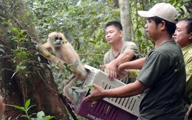 Nhân viên cứu hộ Vườn quốc gia Bidoup - Núi Bà (Lâm Đồng) thả vượn má vàng về rừng. Ảnh: XUÂN LÂM