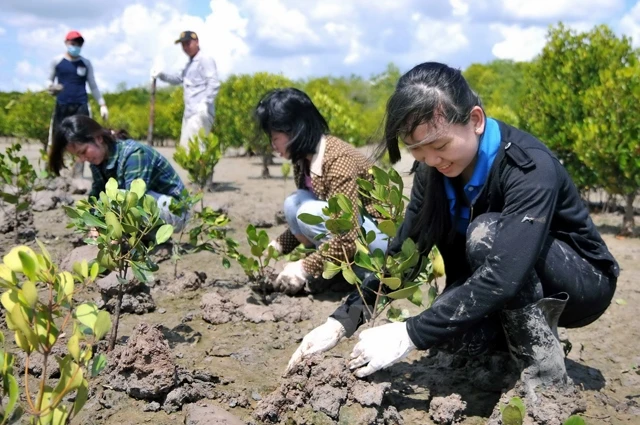 Trồng rừng phòng hộ Cần Giờ (TP Hồ Chí Minh).