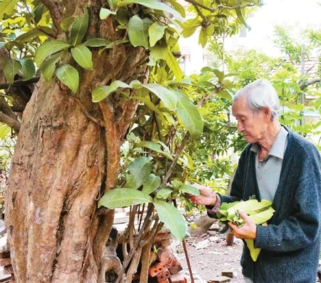 Ông Hoàng Văn Thược chăm sóc cây đơn tướng quân hơn 70 tuổi trong vườn nhà.