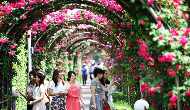 Đến với lễ hội hoa hồng Bun-ga-ri & Bạn bè, nhiều du khách tham quan cảm thấy hụt hẫng ngay khi gặp cổng chào được gắn bằng hoa giả. Ảnh: DƯƠNG PHƯƠNG
