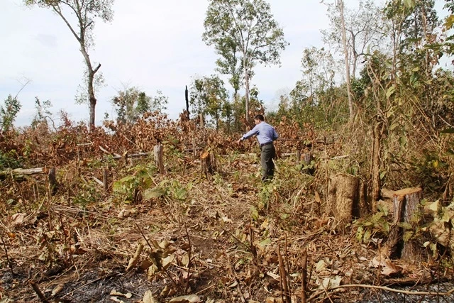 Diện tích rừng do Công ty TNHH MTV lâm nghiệp Buôn Ja Vầm ở huyện Cư M’gar, tỉnh Đác Lắc bị tàn phá và lấn chiếm trái phép.