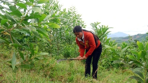 Chăm sóc rừng trồng tại xã Trà Giác, huyện Bắc Trà My (Quảng Nam).