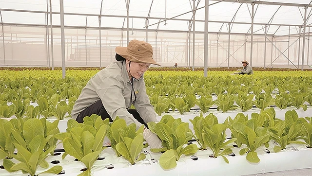 Sản xuất nông nghiệp ứng dụng công nghệ cao tại công ty TNHH đầu tư sản xuất phát triển nông nghiệp VinEco (Lý Nhân, Hà Nam).