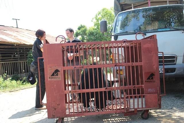 Hai cá thể gấu ngựa được bàn giao cho Trung tâm Cứu hộ gấu Việt Nam.