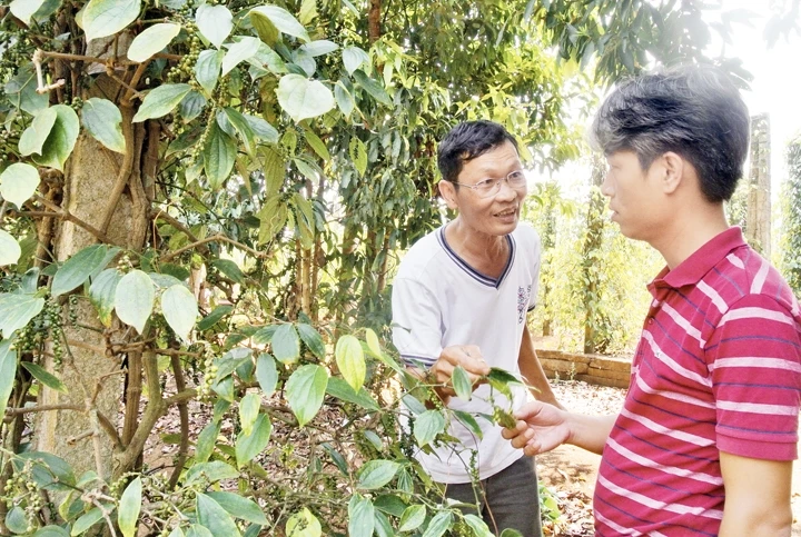 Ông Tam Lang giới thiệu cho Huy cách trồng tiêu theo hướng thuận tự nhiên.