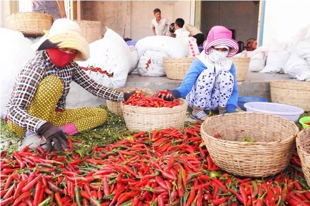 Cơ sở thu mua ớt tươi của anh Lê Văn Hoa ở xã Thanh Hải thuê nhân công lặt cuống ớt phơi khô vì các đầu nậu lớn dừng thu mua ớt tươi.