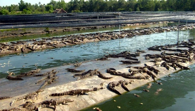 Trang trại nuôi cá sấu của Công ty cổ phần Lâm nghiệp Sài Gòn.