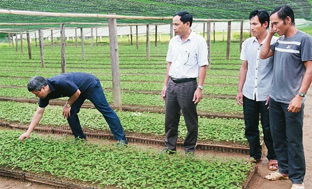 Nhiều cán bộ lãnh đạo, quản lý ở Quảng Nam sau khi được luân chuyển đã nhanh chóng bắt nhịp công việc, tạo chuyển biến tích cực tại địa phương. Trong ảnh: Lãnh đạo UBND huyện Nam Trà My kiểm tra vườn 