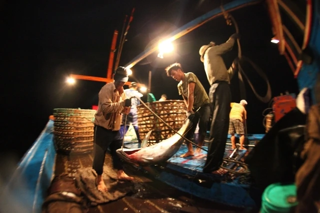 Ngư dân Phú Yên đánh bắt cá ngừ đại dương.
