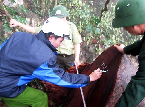 Rừng tự nhiên xã Sĩ Bình từng xảy ra nhiều vụ khai thác trái phép gỗ quý hiếm.