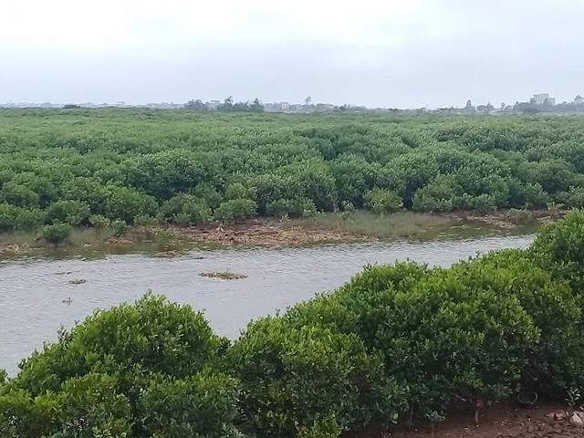 Những dải rừng xanh ngắt ở Thụy Xuân, Thụy Hải, huyện Thái Thụy, tỉnh Thái Bình. Ảnh: Mai Tú