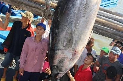 Ngư dân Phú Yên câu được cá ngừ vây xanh quý hiếm nặng 240kg