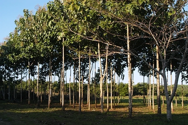 (Ảnh minh họa)