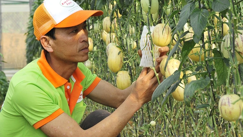 Chăm sóc dưa Pepino ở Đà Lạt