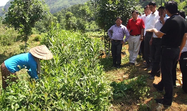 Đại diện lãnh đạo tỉnh Lai Châu và Hiệp hội Mắc-ca Việt Nam đưa các hộ nông dân tham quan vườn ươm cây mắc-ca giống của một doanh nghiệp tại huyện Phong Thổ.