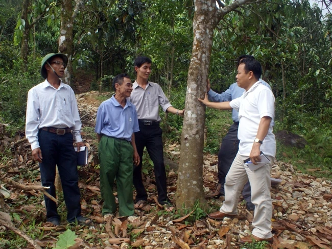 Người dân xã Trà Leng có thu nhập ổn định từ cây quế Trà My.