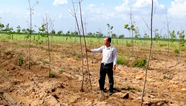 Nhiều dự án đầu tư trồng cao-su trên địa bàn huyện Ea Súp, tỉnh Đác Lắc không phát huy hiệu quả. 