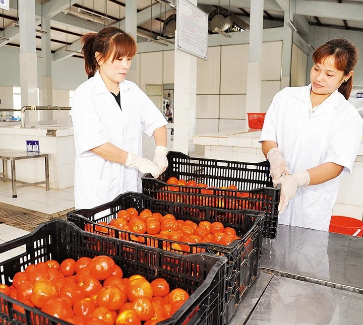 Đóng gói cà chua tại Hợp tác xã rau quả sạch Chúc Sơn ( Hà Nội). Ảnh | Hải Thanh 