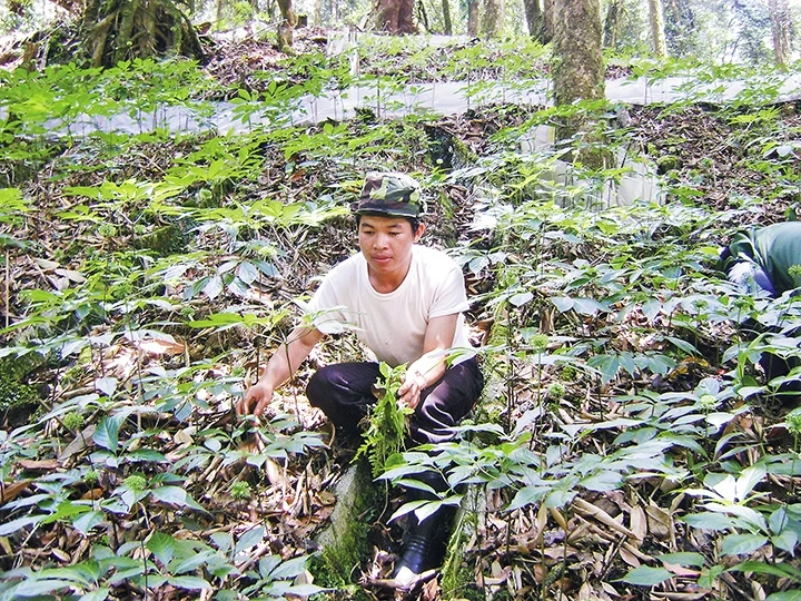 Trồng sâm dưới tán rừng ở huyện Nam Trà My, tỉnh Quảng Nam. Ảnh trong bài | Hoàng Thọ