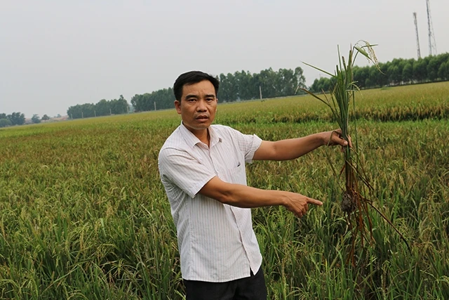 Lúa chết chung quanh khu vực Nhà máy xử lý nước thải KCN Quang Châu, Việt Yên (Bắc Giang).