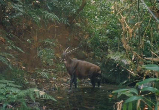 Một cá thể Sao la hoang dã được ghi nhận bởi máy bẫy ảnh tại Trung Lào (tỉnh Bolikhamxay) năm 1999. Ảnh: William Robichaud.