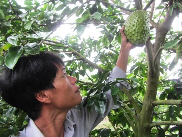 Thu hoạch mãng cầu xiêm ở xã Hòa Mỹ.