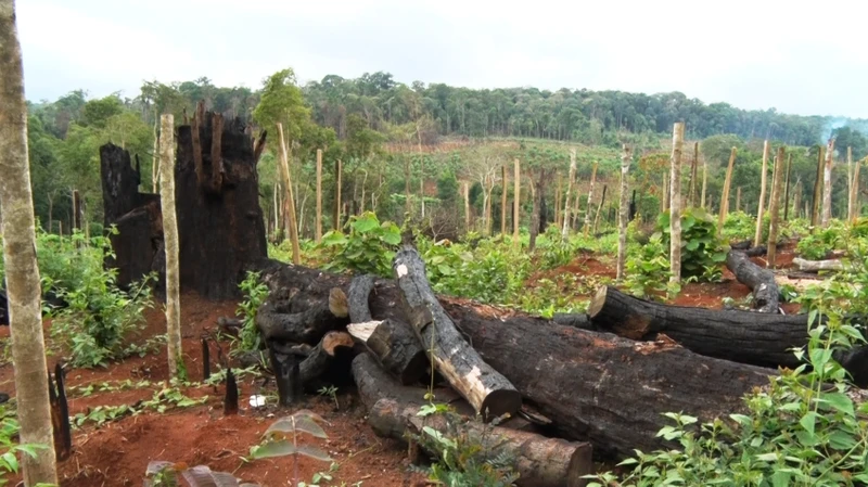 Hàng loạt diện tích rừng tại Dự án điểm du lịch sinh thái thác Lưu Ly bị tàn phá nghiêm trọng.