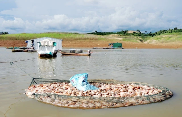 Hàng chục tấn cá chết nổi đầy mặt hồ thủy điện PleiKrông.