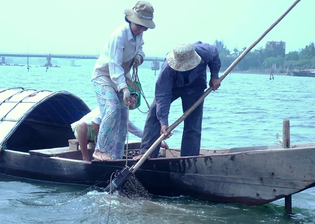 Người dân Quán Hàu cào hàu trên sông Nhật Lệ.