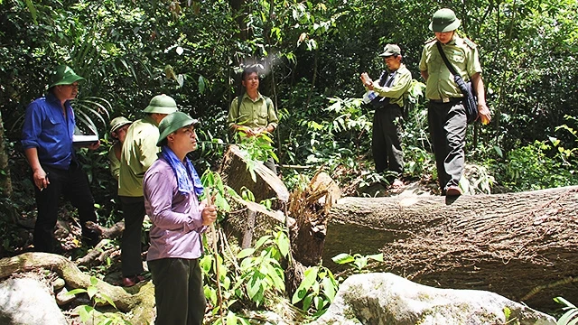 Những cây gỗ lớn trong rừng đặc dụng bị phát hiện trong tình trạng đã bị chặt hạ.