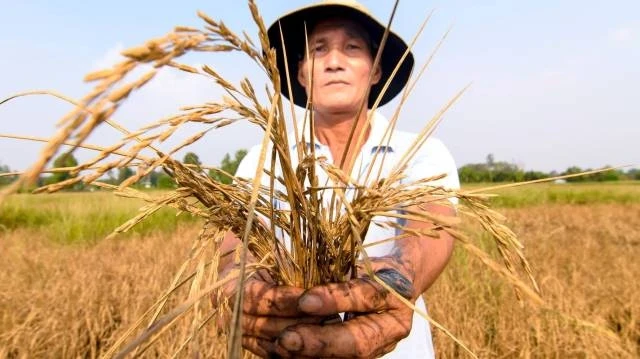 Nông dân đau lòng khi nhìn những nhành lúa chết khô.