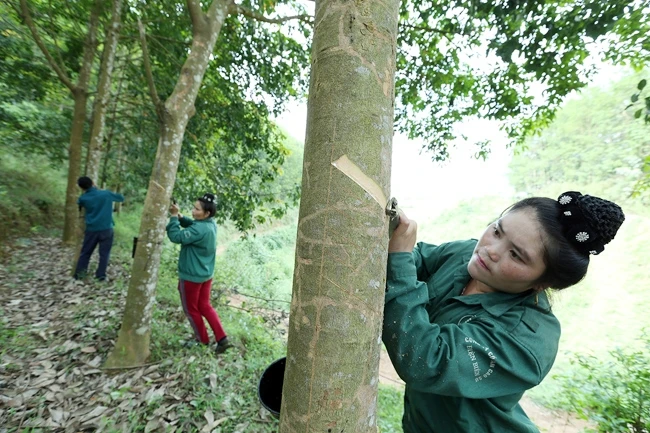 Công nhân Công ty cổ phần cao-su Điện Biên khai thác mủ cao-su.