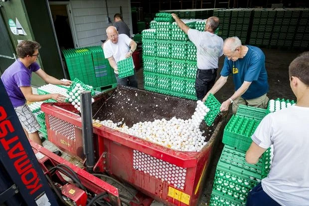 Trứng gà bị tiêu hủy tại một trang trại ở Bỉ. (Ảnh: The Guardian).
