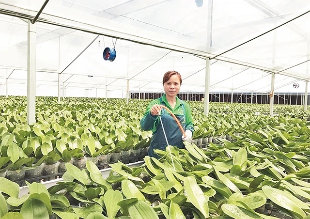 Công nhân Hợp tác xã Đan Hoài - Flora Việt Nam chăm sóc hoa lan hồ điệp.