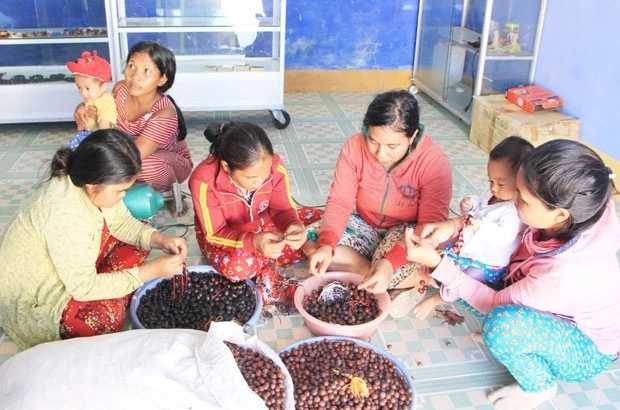 Phụ nữ Ra Gali thôn Cầu Gãy, xã Vĩnh Hải, huyện Ninh Hải, tỉnh Ninh Thuận đang làm sản phẩm thủ công mỹ nghệ từ hạt cây rừng.