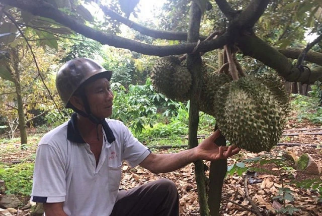 Ông Nguyễn Ngọc Sâm ở phường An Lạc, thị xã Buôn Hồ, tỉnh Đác Lắc bên vườn sầu riêng của gia đình.