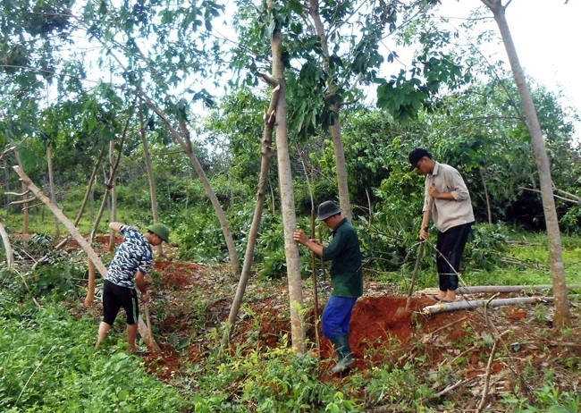 Người dân xã Tây Trạch, huyện Bố Trạch (Quảng Bình) dựng gốc cao-su bị đổ sau bão số 10.