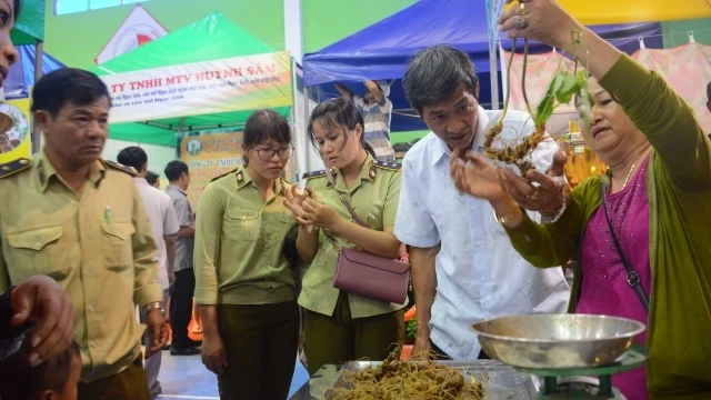 Du khách được người dân trồng sâm ở địa phương giới thiệu, hướng dẫn cách phân biệt củ sâm Ngọc Linh thật với các loại sâm giả.