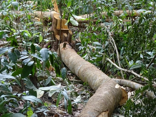 Dù chưa đủ thủ tục nhưng Phú Yên đã cho phát trắng hàng chục ha rừng tự nhiên để triển khai dự án chăn nuôi bò tại hai tiểu khu 310, 311 thuộc huyện Sông Hinh.