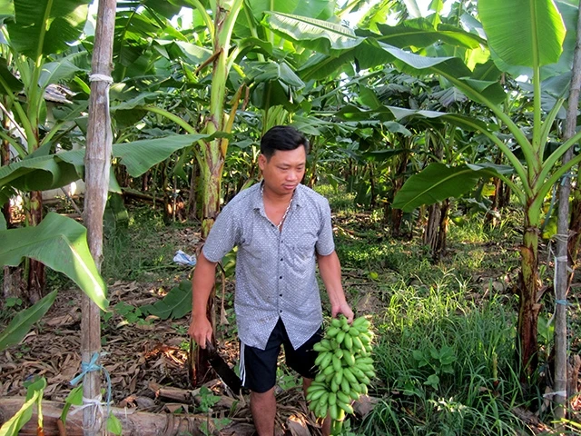 Anh Nguyễn Đình Tá thu hoạch chuối