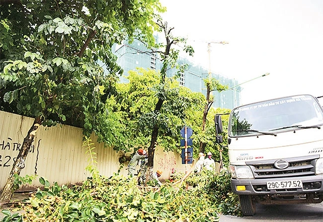 Dịch chuyển, chặt hạ cây xanh trên đường Kim Mã để phục vụ thi công tuyến đường sắt đô thị Nhổn - Ga Hà Nội. Ảnh: GIANG HUY