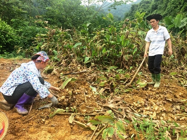 Gia đình ông Hoàng Văn Vọ, thôn Lùng Vạng, xã Côn Minh, huyện Na Rì sẽ thu hơn 100 triệu đồng từ tiền bán dong củ trong vụ này.