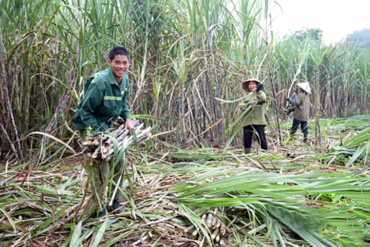 Nông dân xã Giai Xuân, huyện Tân Kỳ (Nghệ An) thu hoạch mía nguyên liệu. Ảnh: QUANG AN