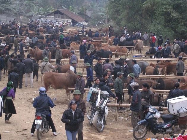Chợ trâu, bò Nghiên Loan đang trở thành nơi phát tán dịch bệnh LMLM ở Bắc Cạn.