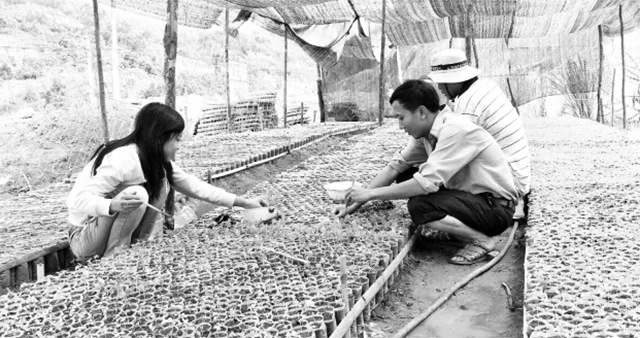 Vườn ươm giống Ngũ vị tử tại huyện Tu Mơ Rông.